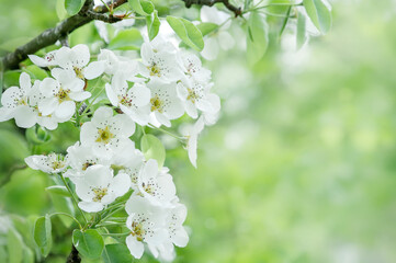 Blossoming cherry branch on a blurred background. Copy space 