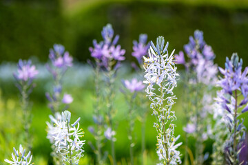 Close up of a beautiful flower, Amsonia tabernaemontana Walter species. Selective focus on the top petals.