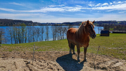Beautiful brown horse on the paddock by the lake, Poland