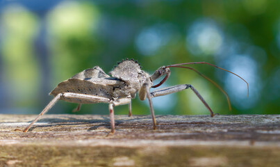 wild wheel bug, Arilus cristatus is a  common, widely distributed, beneficial assassin bug that preys on pest insects - grey color red legs - crawling on wood fence post
