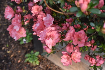 Closeup of Pink Azalea Blossoms