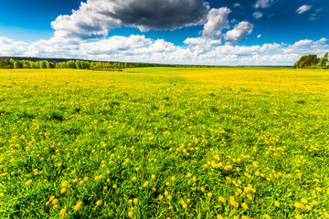 Meadow in the woods lit by the sun and covered with dandelions on a cloudy spring day