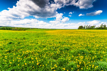 Obraz premium Meadow in the woods covered in dandelions on a cloudy spring day
