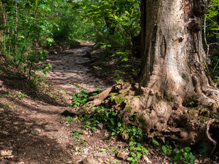  Immersa nel verde del  bosco, antica strada romana sul Monte Tuscolo, dove sorgeva l'omonima città.