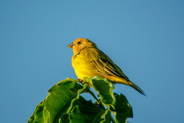 yellow bird on a branch