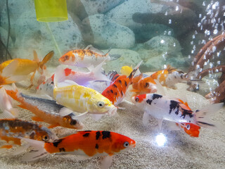 Fish in the aquarium