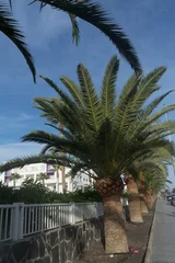 Foto auf Alu-Dibond Palm trees in Gran Canaria. © JFsPic