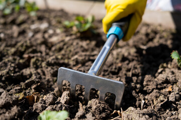 A gardener spuds strawberry beds with a rake. © Михаил Решетников