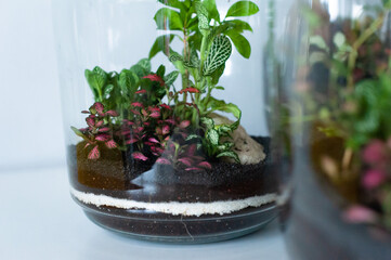 Small decoration plants in a glass bottle, garden terrarium bottle,  forest in a jar. Terrarium jar...