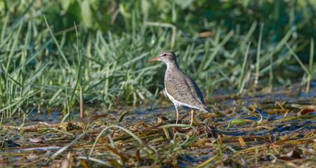 Spotted sand piper (Actitis macularius) on brown floating water grass back view looking left black eye stripe orange yellow Bill or beak