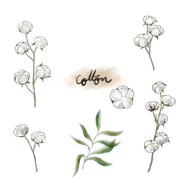 hand drawn cotton flowers blooming isolated on white background 