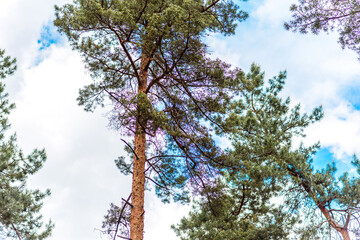 Beautiful forest with tall pine trees outside the city on a warm summer day