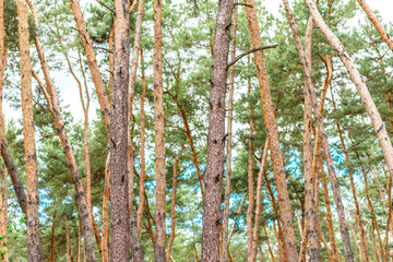 Beautiful forest with tall pine trees outside the city on a warm summer day