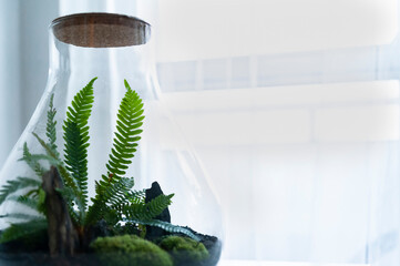 Small decoration plants in a glass bottle, garden terrarium bottle,  forest in a jar. Terrarium jar with piece of forest with self ecosystem. Save the earth concept. Bonsai, set of terrariums, jars