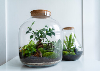 Small decoration plants in a glass bottle, garden terrarium bottle,  forest in a jar. Terrarium jar with piece of forest with self ecosystem. Save the earth concept. Bonsai, set of terrariums, jars