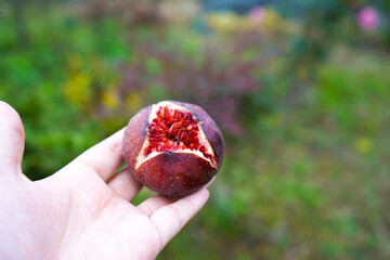 ざくろの実　島根県　