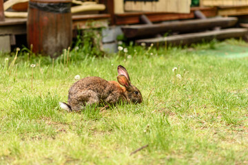 Small gray hare on green juicy grass in a meadow