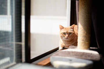 家猫　アメリカンショートヘア