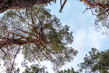 Beautiful forest with tall pine trees outside the city on a warm summer day