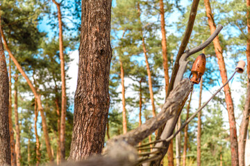 Fototapeta premium Beautiful forest with tall pine trees outside the city on a warm summer day