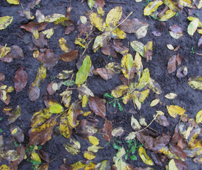 wet fallen leaves lie on the ground - autumn background