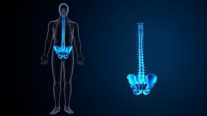 3d illustration of human skeleton pelvis bone anatomy
