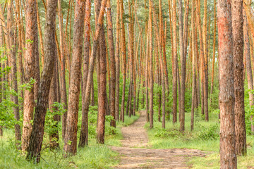 Beautiful forest with tall pine trees outside the city on a warm summer day