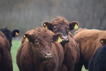 hairy brown cows on the farm