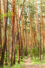 Fototapeta premium Beautiful forest with tall pine trees outside the city on a warm summer day