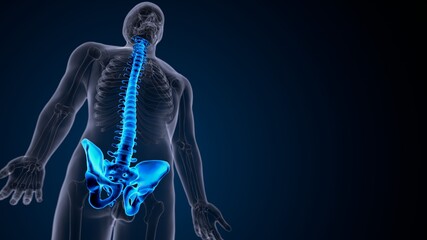 3d illustration of human skeleton pelvis bone anatomy
