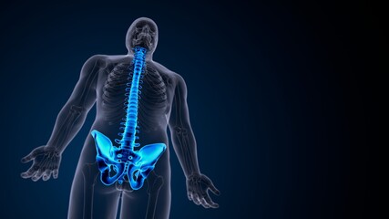 Fototapeta na wymiar 3d illustration of human male skeleton spine anatomy system