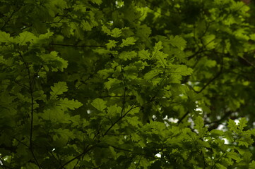 Obraz premium Dąb szypułkowy