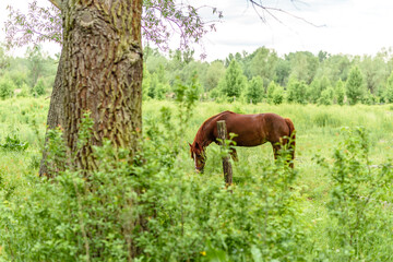 Beautiful well-groomed horses graze in selenium meadow with juicy green grass