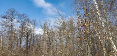 a winter forest under a blue sky