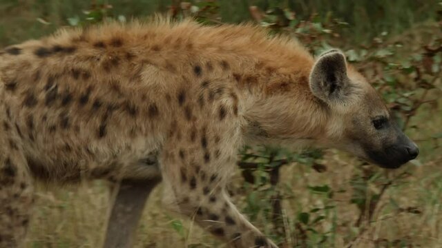 Spotted Hyena in Natural Environment