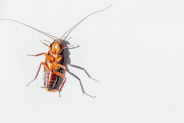 Dead cockroach isolated on white background