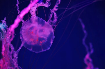 The Atlantic sea nettle jellyfish