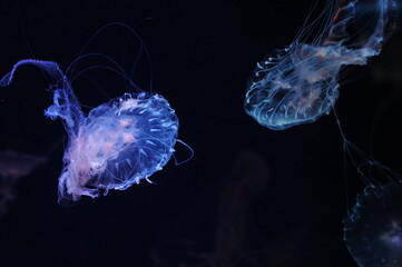 Transparent Amakusa jellyfish Sanderia Malayensis