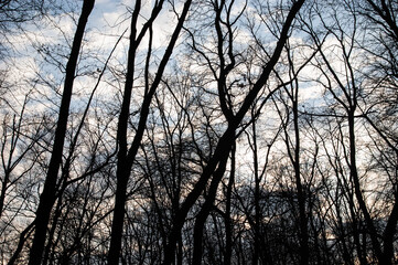 dark silhouettes of trees against the sky