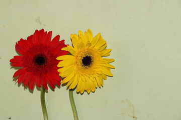 Beautiful Gerbera Flower in background. Gerbera flower seasons greeting cards. Gerbera flower...