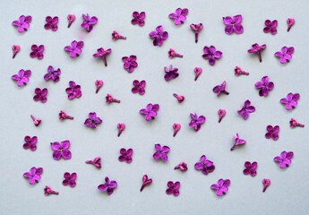 Lilac inflorescences on gray background. Trendy colors of 2021.
