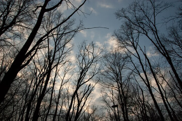 dark silhouettes of trees against the sky