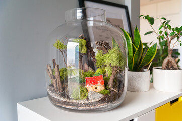 Small decoration plants in a glass bottle, garden terrarium bottle,  forest in a jar. Terrarium jar with piece of forest with self ecosystem. Save the earth concept. Bonsai, set of terrariums, jars