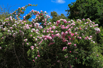 Branches laden with pale pink roses, bright green foliage, and blue skies.