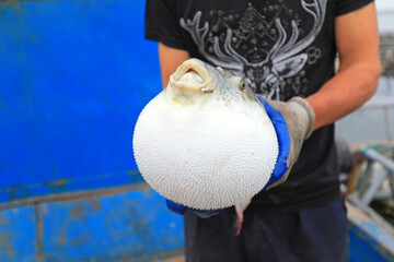 Workers are catching puffer fish on a farm， North China