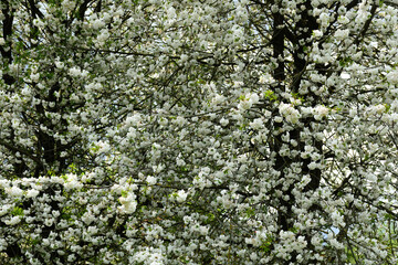 flowers on tree