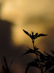silhouette of a plant during sunset.