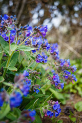 pulmonaria flower