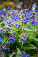 pulmonaria flower