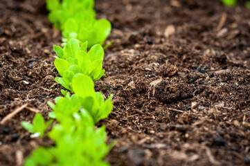 Lettuce seedling plant in the ground, gardening	
